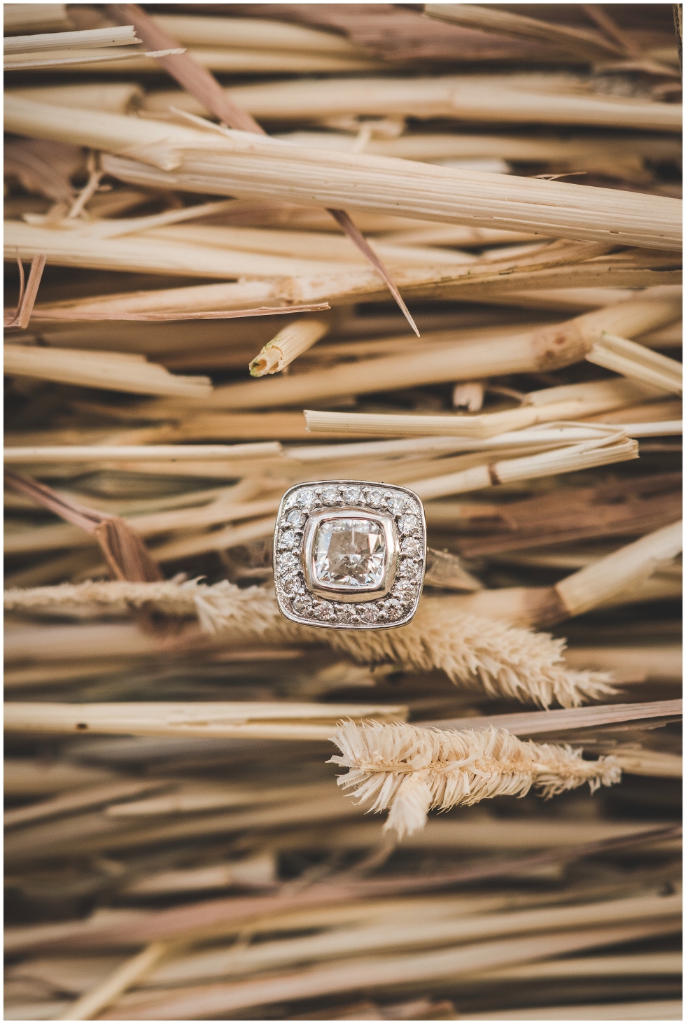 farm engagement photos, toronto wedding photographer 