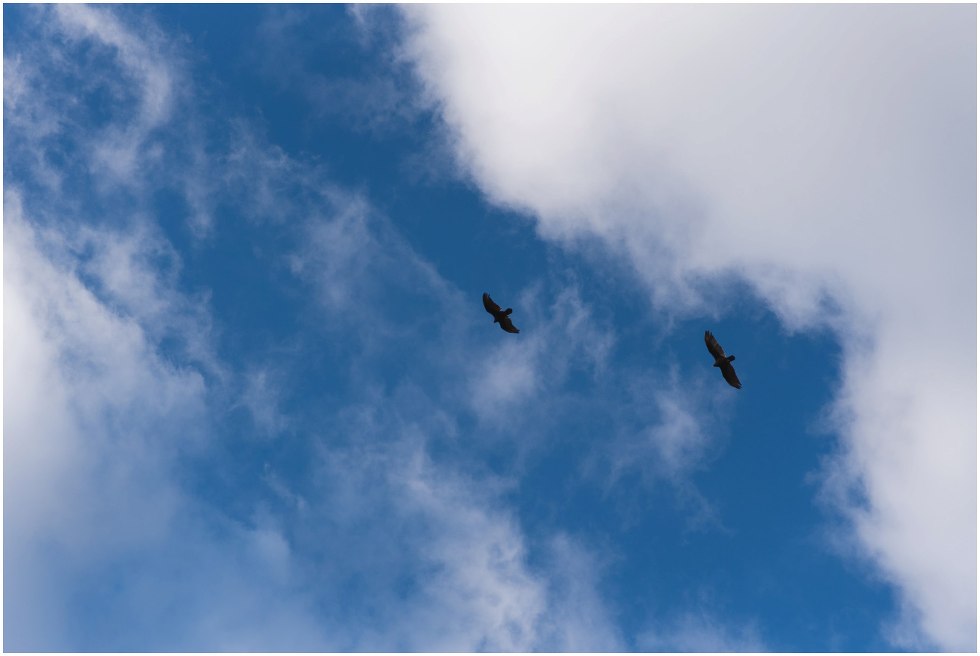 two birds flying in Hilton Falls Conservation area