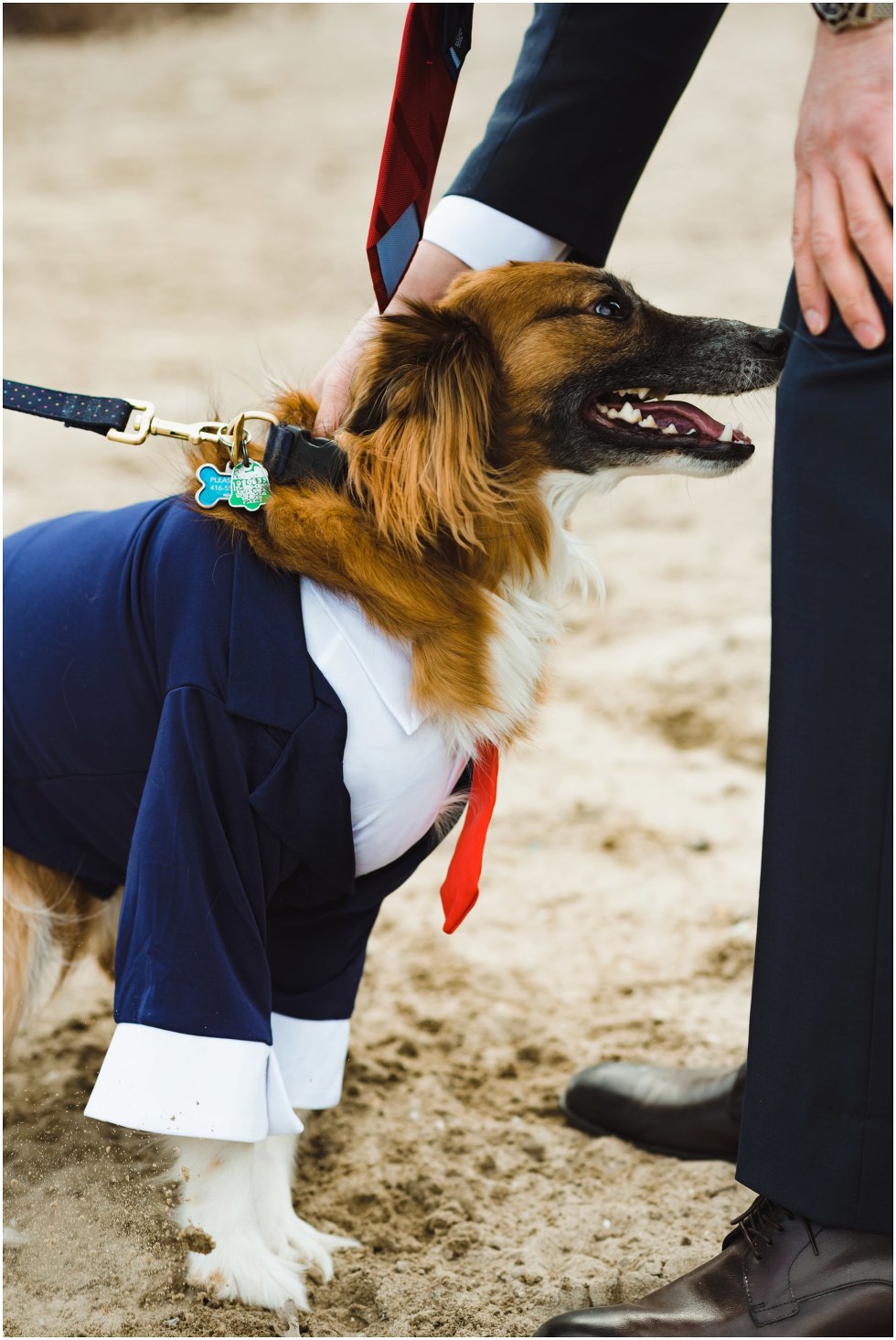 dog on a leash wearing blue suit and red tie Toronto proposal photography