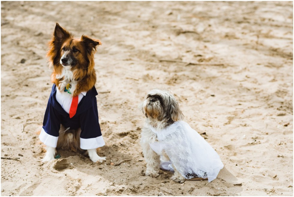 two dogs on a beach sitting next to each other, one dog wearing blue suit with red tie and the other dog wearing white dress