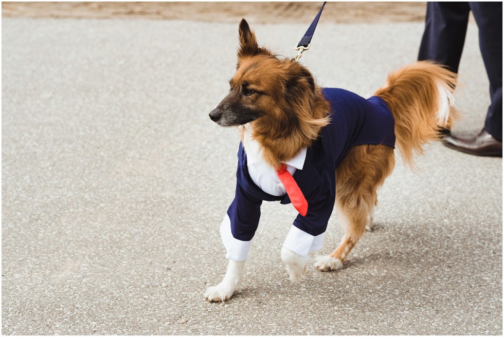 dog being walked on a leash while wearing a blue suit and red tie Toronto proposal photography Gillian Foster
