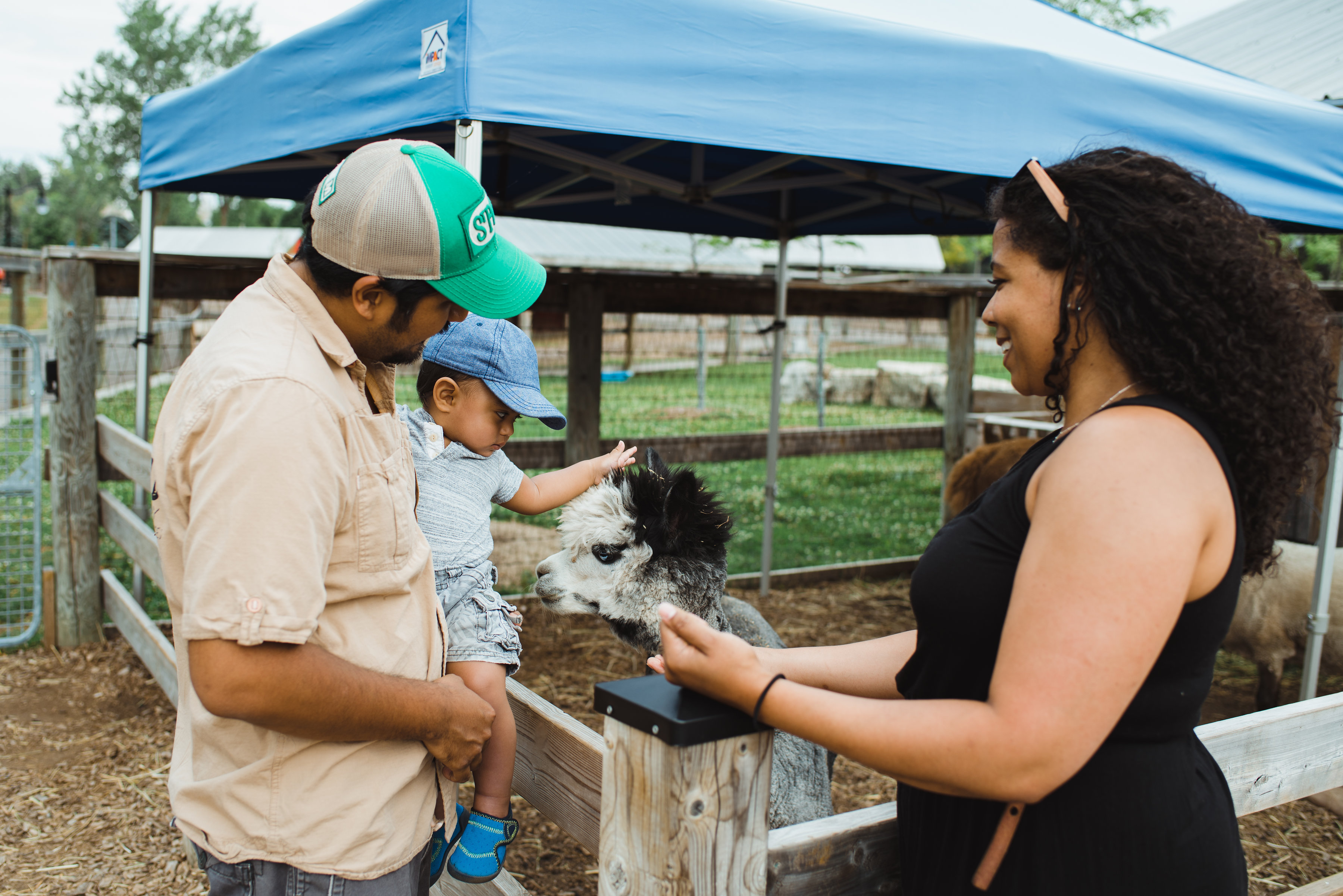 mother watching father holds child out to pet llama at a petting zoo