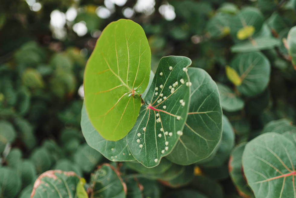 tropical circular green leaves Now Sapphire Resort Mexico wedding