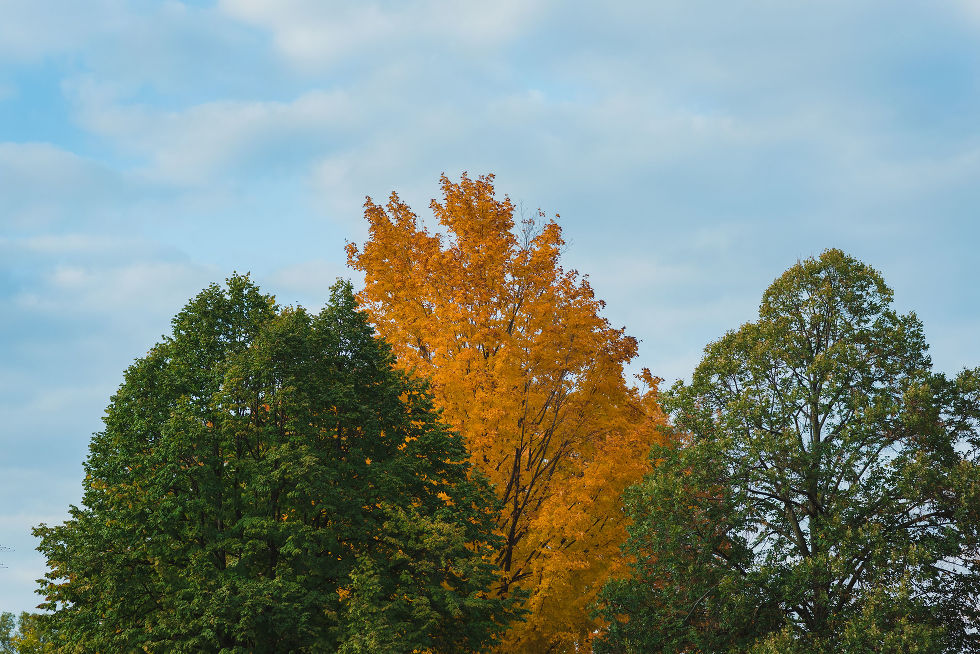 green and yellow trees in High Park, Toronto
