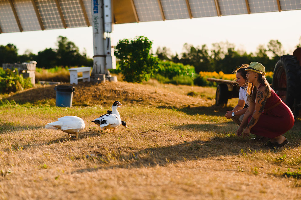 engaged couple crouching down with 4 ducks walking around on a stunning sunflower farm Toronto engagement photos