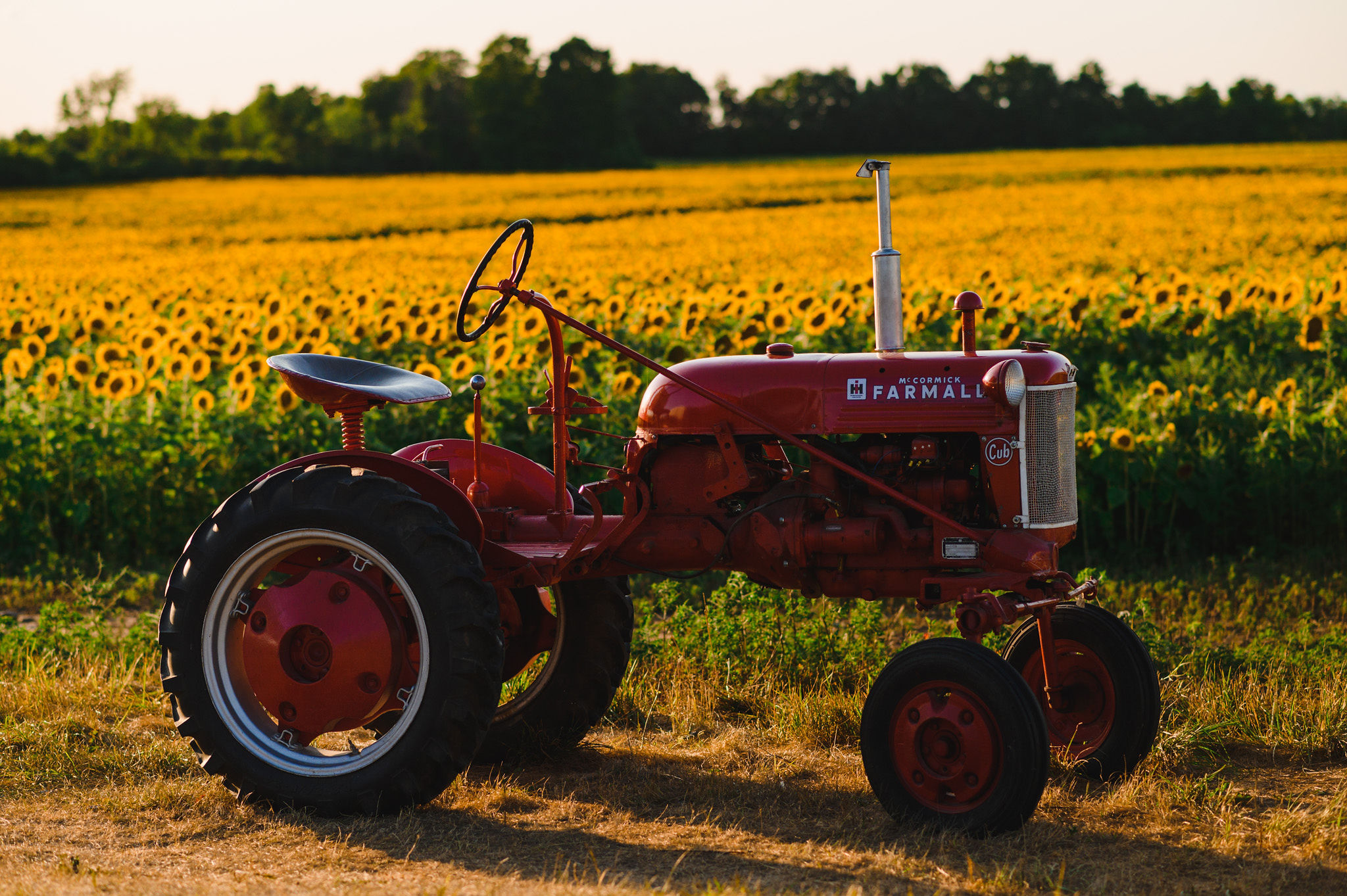 red tractor in front of a stunning sunflower field Toronto engagement photography