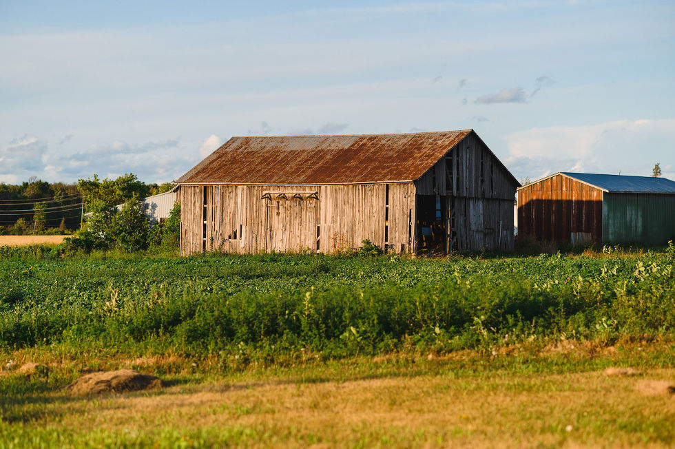 barn in the middle of a stunning sunflower field Toronto engagement photos